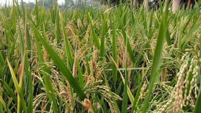 Olomon bilan ormonda mast xotini porno